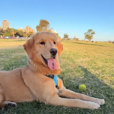 Rubio, Golden en Villa Española