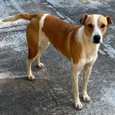 Susi en Cantegril