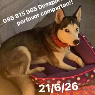 LUNA, Husky Siberiano · Husky Siberiano en Jardines del Hipódromo