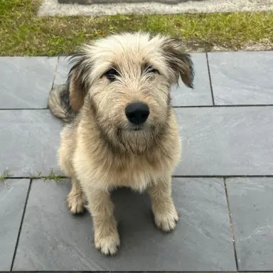 Sin identificar, mestiza tipo terrier de pelo áspero en Barrio Pinares del Plata