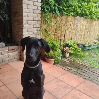 Nombre desconocido, labrador retriever en Fortín de Santa Rosa
