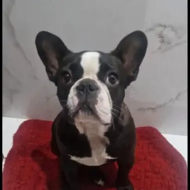 NALA, Bulldog francés en Salinas