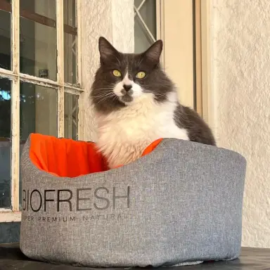 Pumba, Gato · Gato en Lagomar